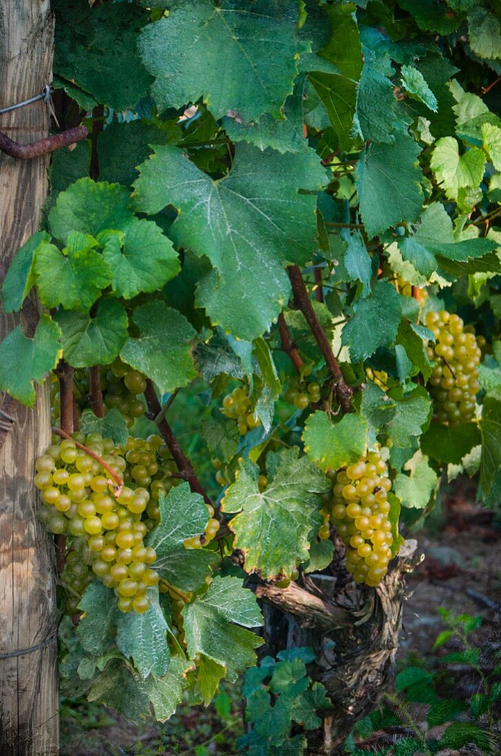 Grüne Trauben am Rebstock im Weinberg