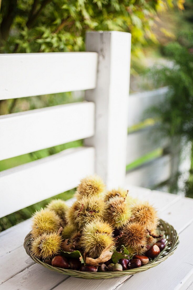 A basket of chestnuts on a garden table