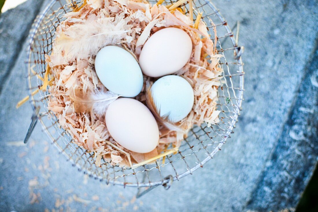 Araucana eggs in a wire basket