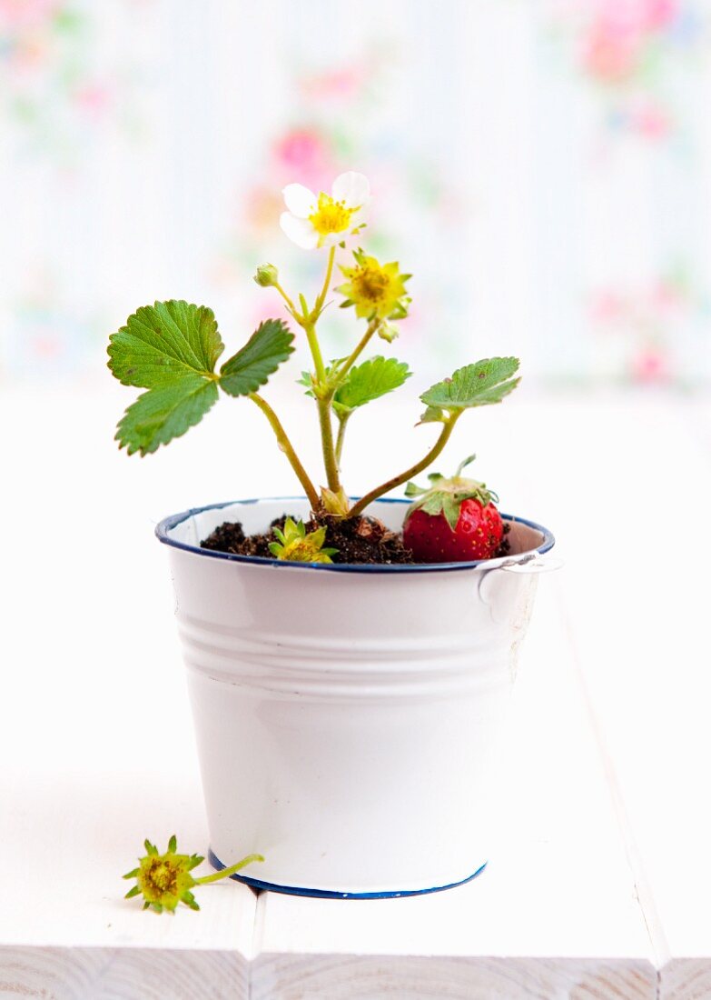 A strawberry plant in an enamel pot