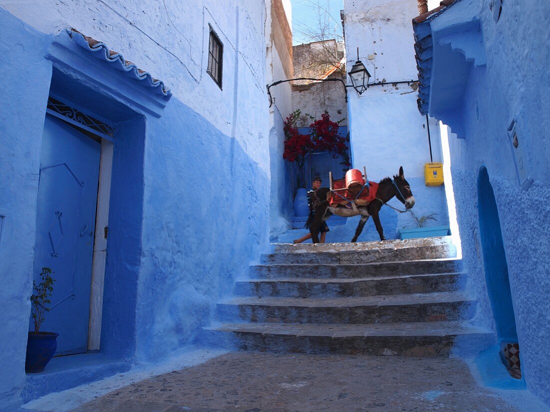 Mann mit Lastesel in einer blauen Gasse in der Medina von Chefchaouen, Marokko