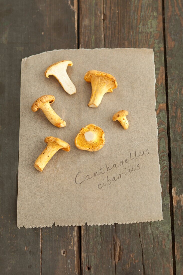 Chanterelle mushrooms on a piece of paper
