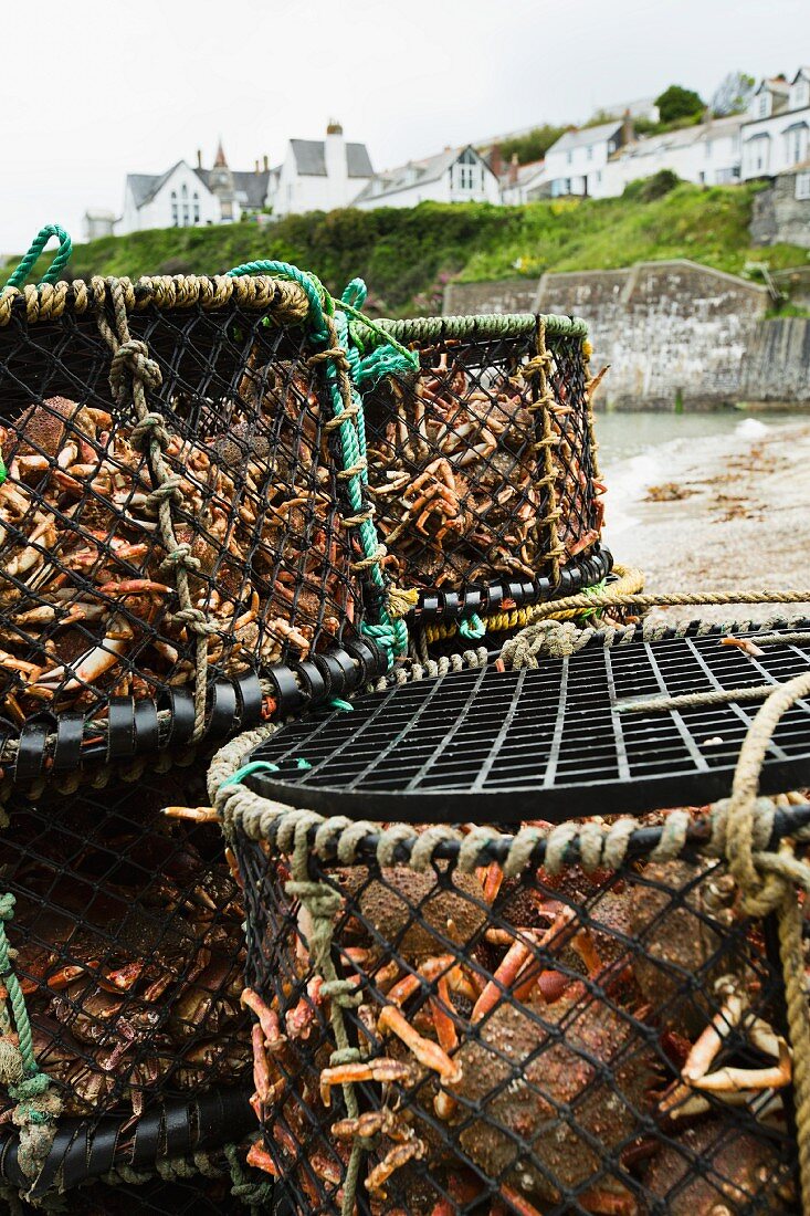 Baskets of freshly caught crabs at Port Isaac (Cornwall, England)