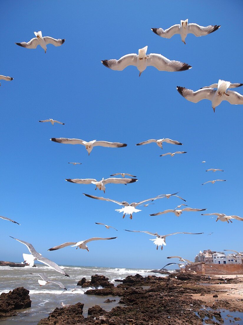 Seagulls flying over the beach at Essaouira, Morocco