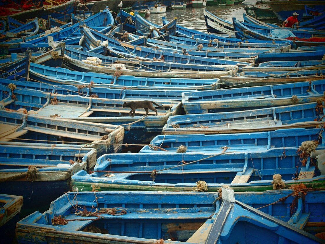 Blaue Holzboote der Fischer, dicht an dicht im Hafen von Essaouira, Marokko