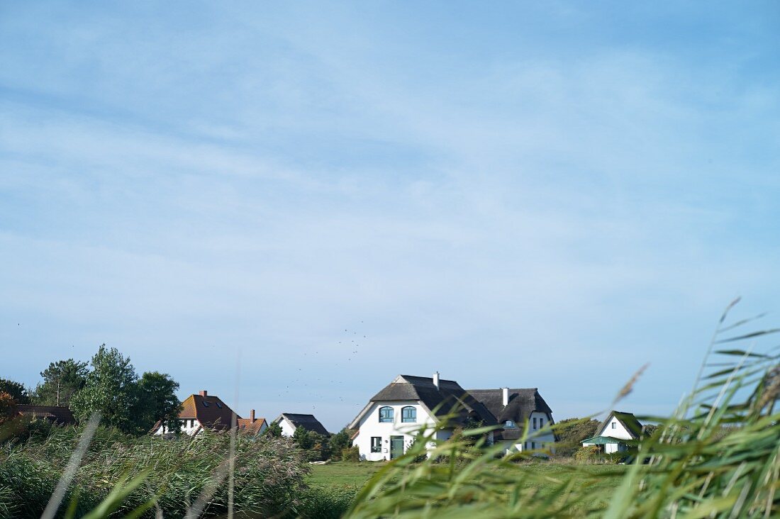 Thatch roofed houses near Vitte in the Vorpommern Boddenlandschaft