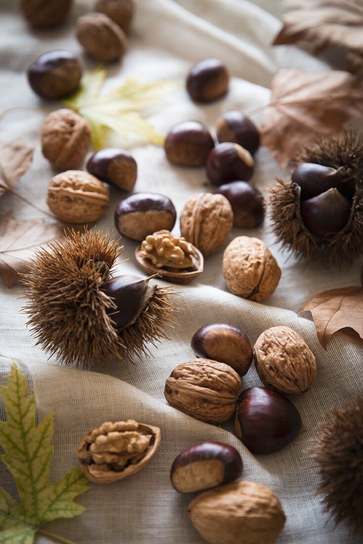 Chestnuts and walnuts on autumnal leaves