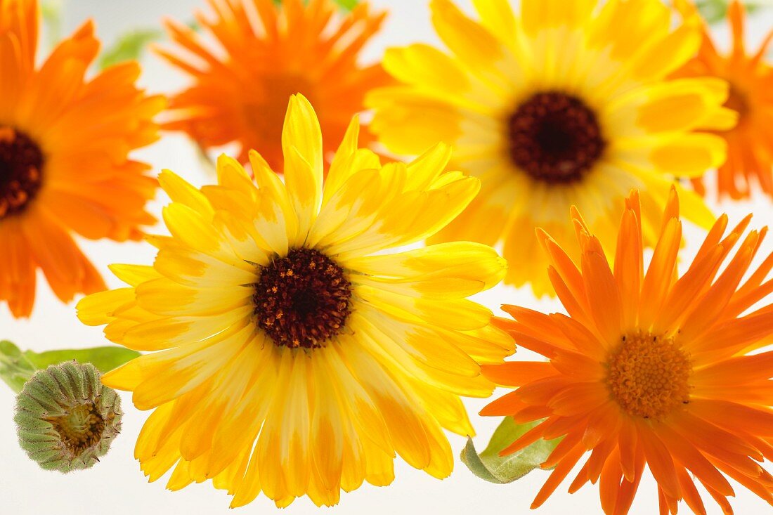 Calendula flowers and buds