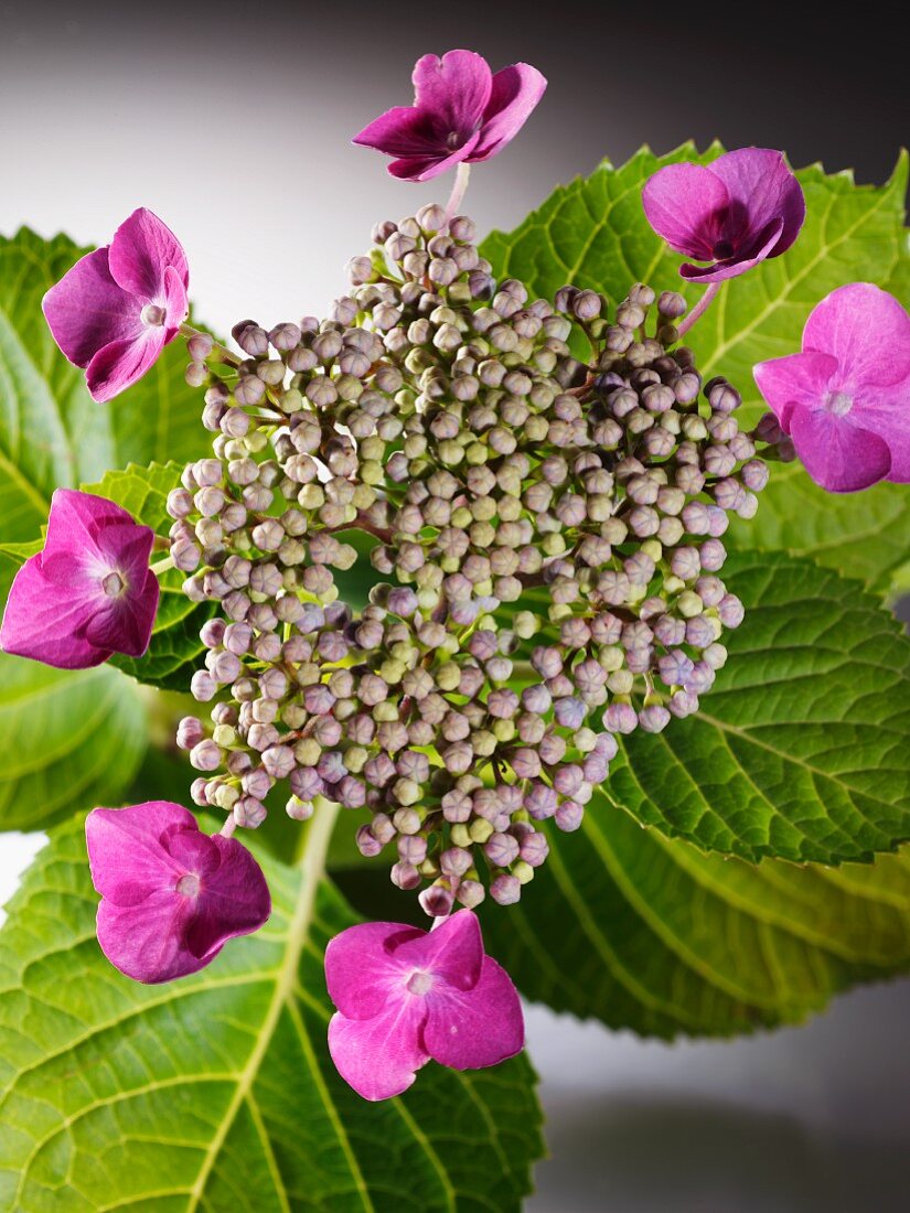 Blüte der Samthortensie (Close Up)
