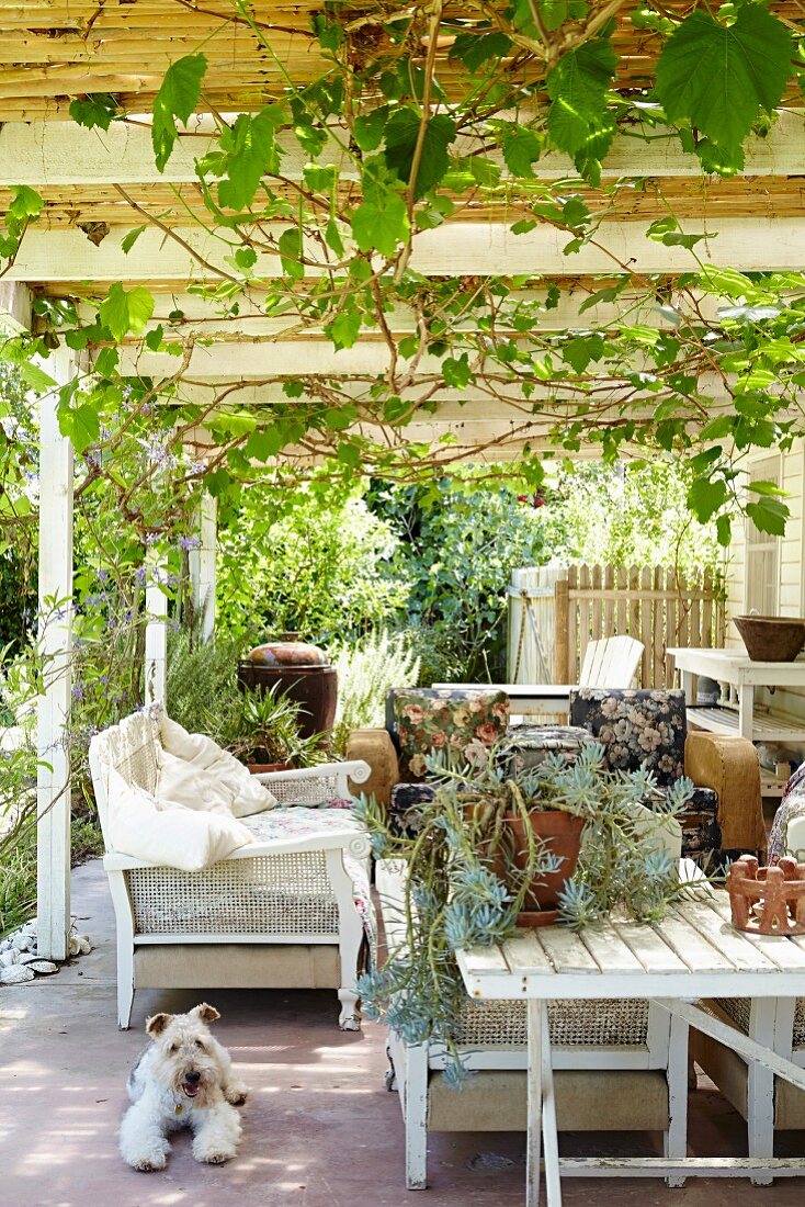 Sitzmöbel auf Terrasse unter berankter Pergola, weiss lackierter Holztisch mit Sukkulente, daneben Hund auf Boden