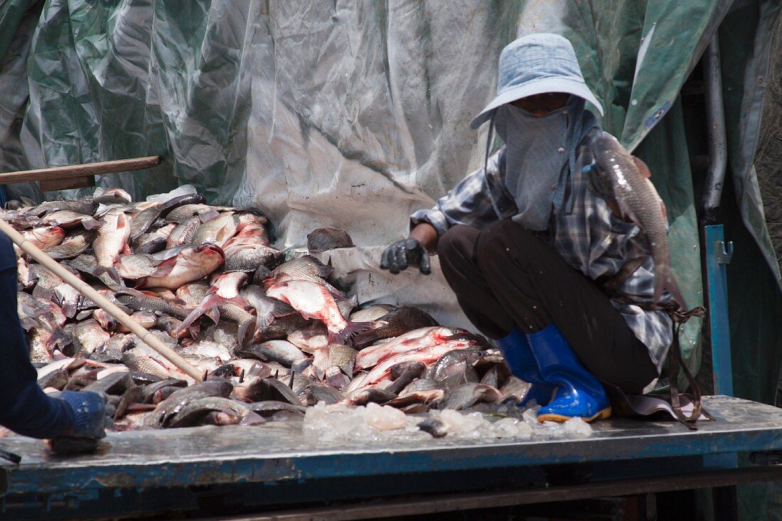 Fisch auf dem Markt, Thailand