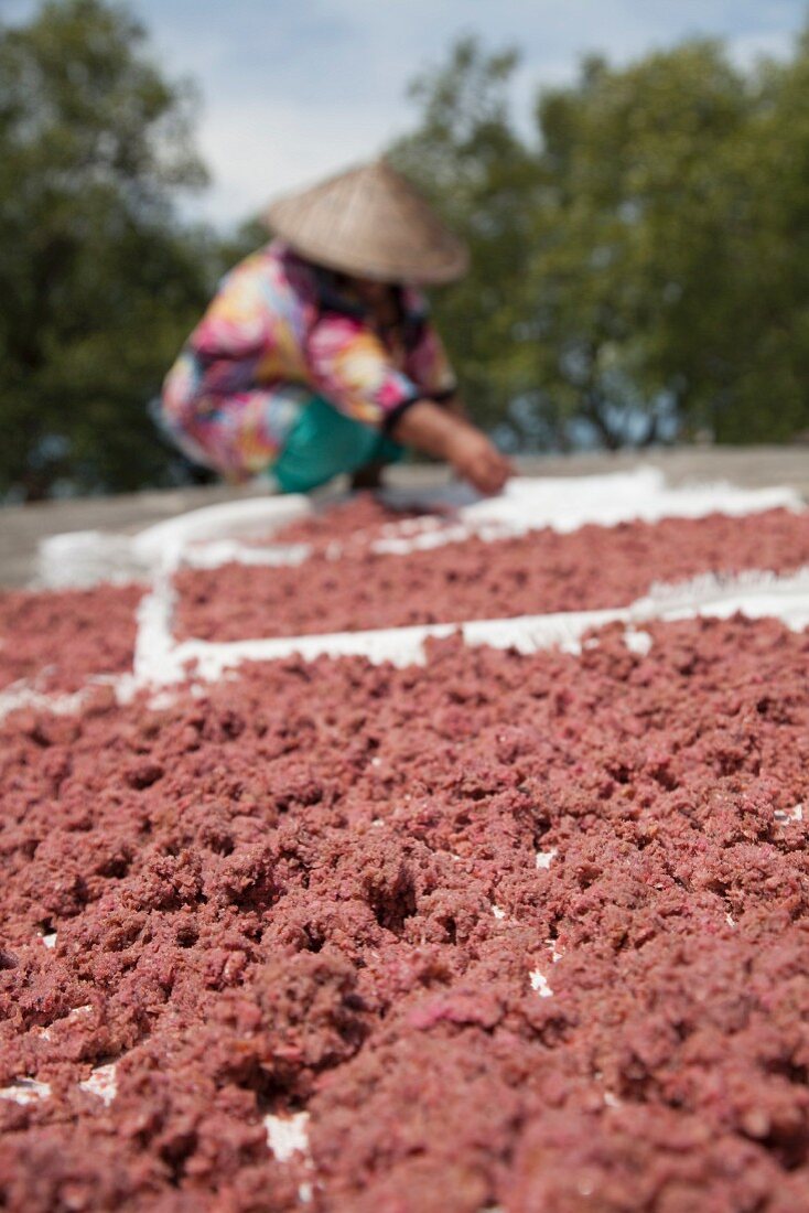 Shrimps drying in the sun for making shrimp paste