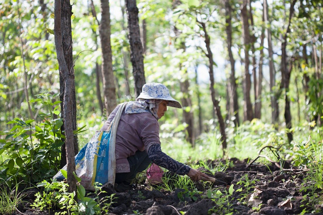 A Thai woman foraging for mushrooms