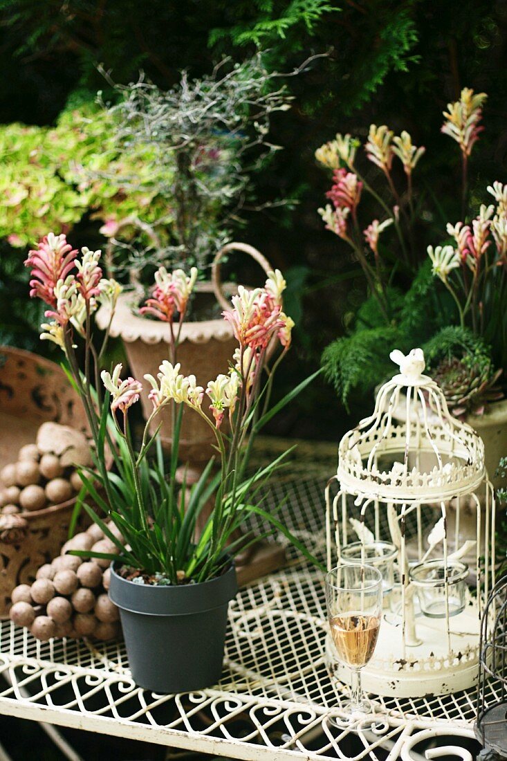 Autumn plant, ornamental grapes & nostalgic birdcage on metal table