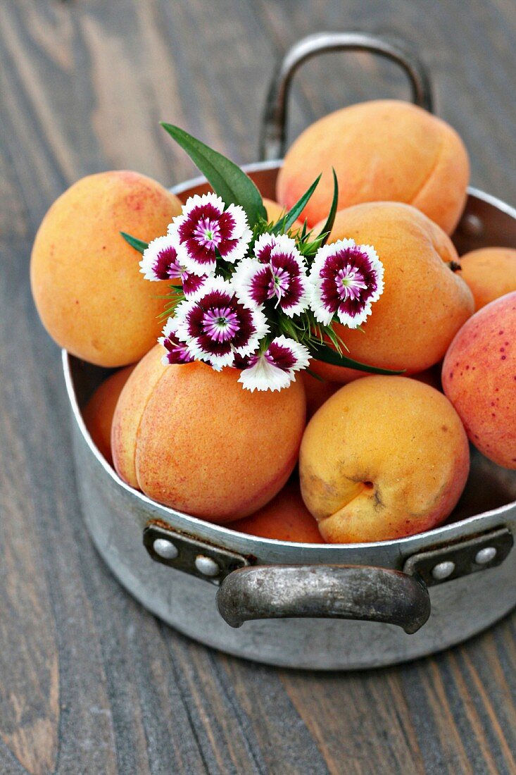 Frische Aprikosen mit Bellissträusschen in einem Vintage Topf