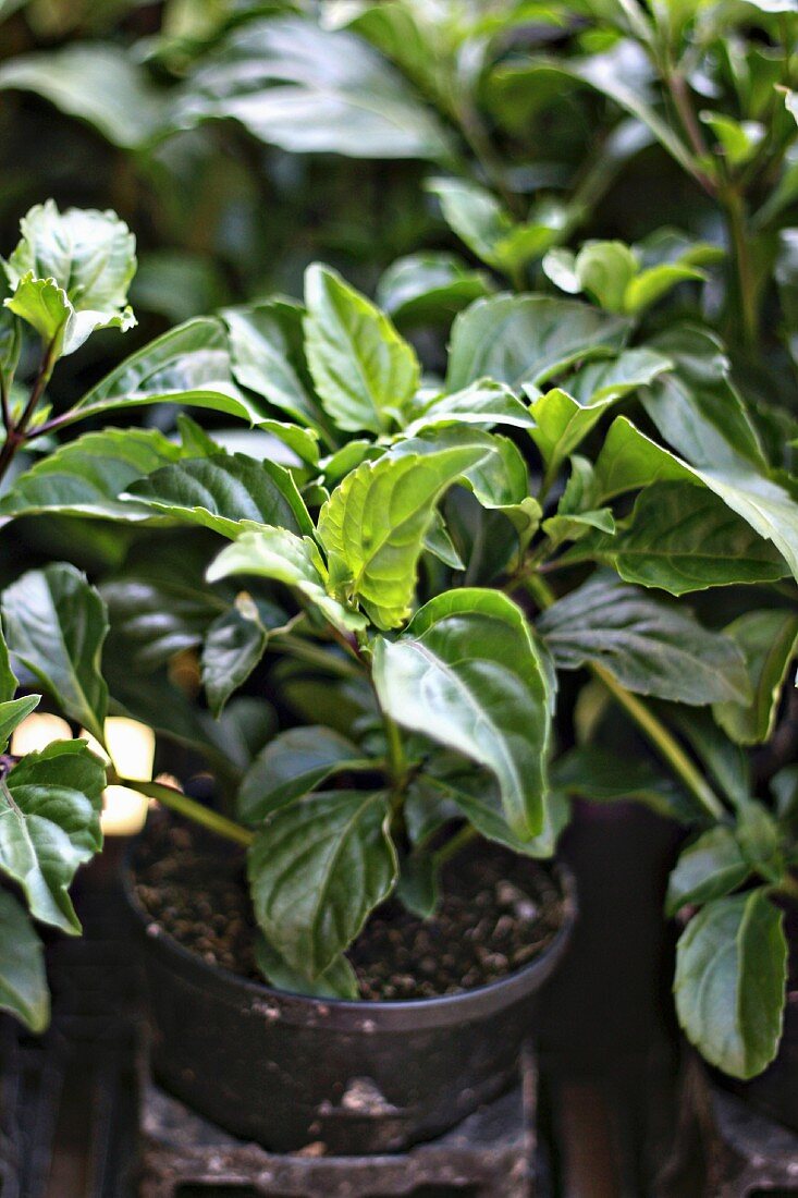 Green Pepper basil in a flower pot