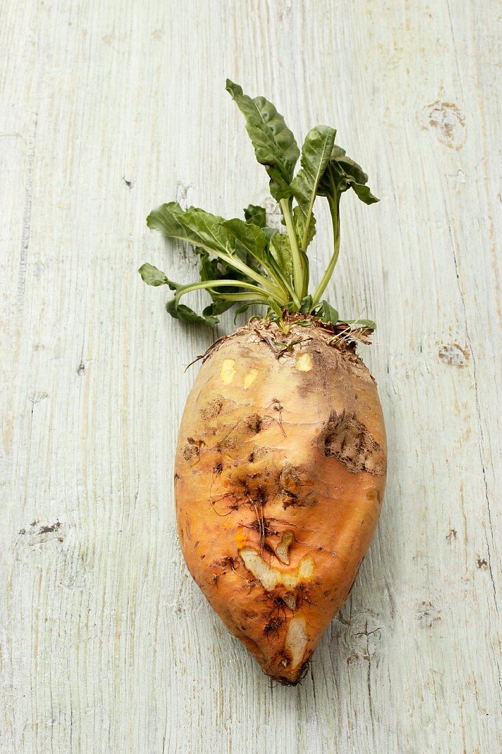A forage beet on a wooden surface