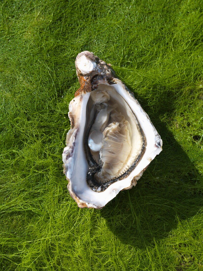 A Norman oyster