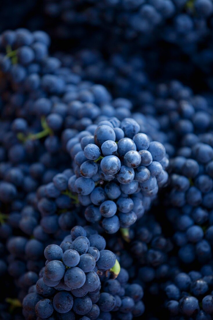 Freshly harvested pinot noir grapes