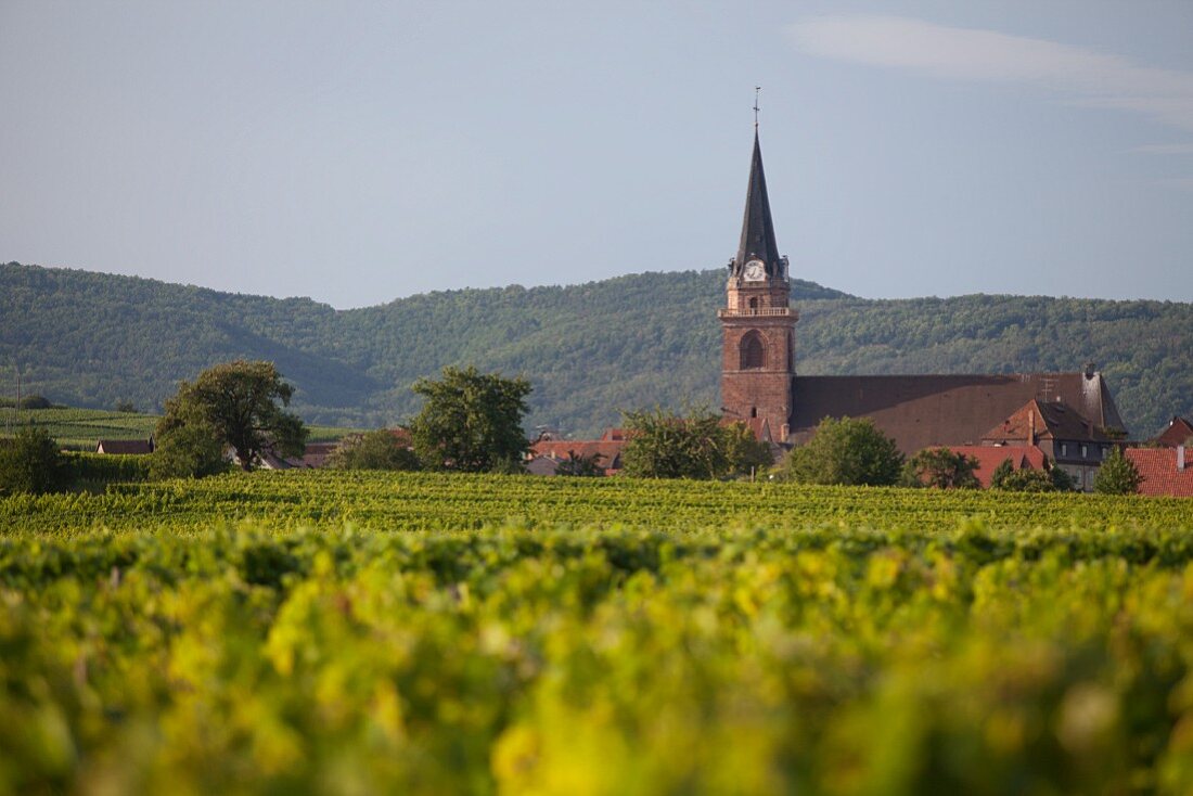 Vineyards near Bergheim