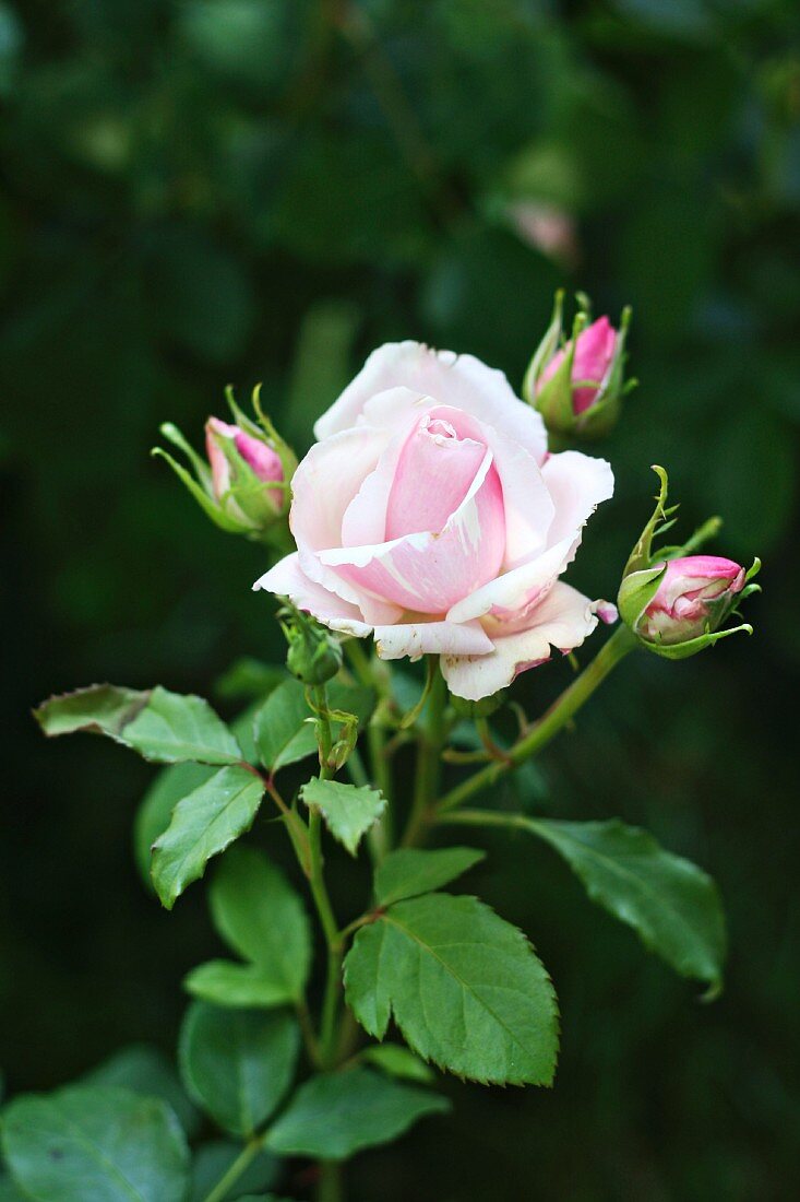 Rosafarbene Rose der Sorte Billet Doux