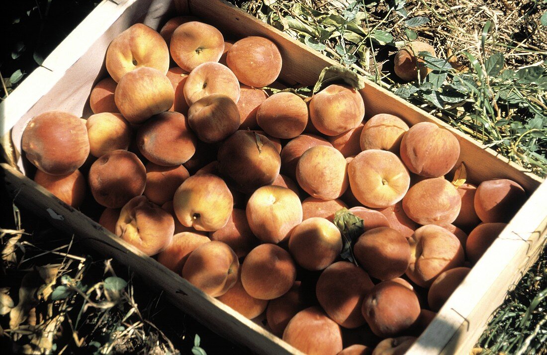 Peaches in a Wooden Crate Outdoors