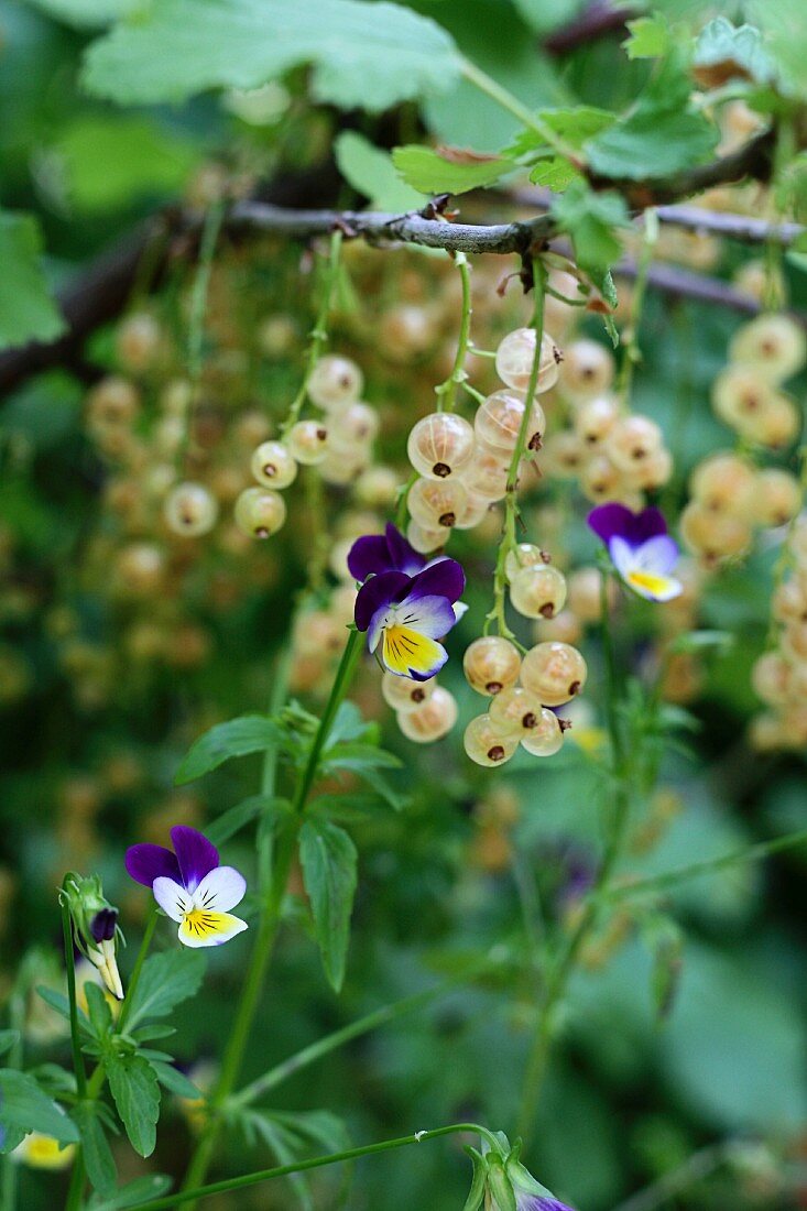 weiße Johannisbeeren zwischen Veilchen an der Pflanze