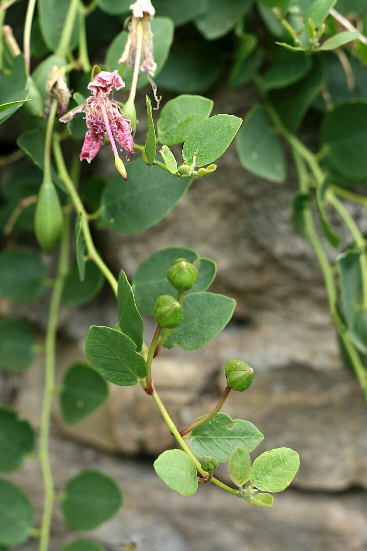 A caper plant with wilted flowers