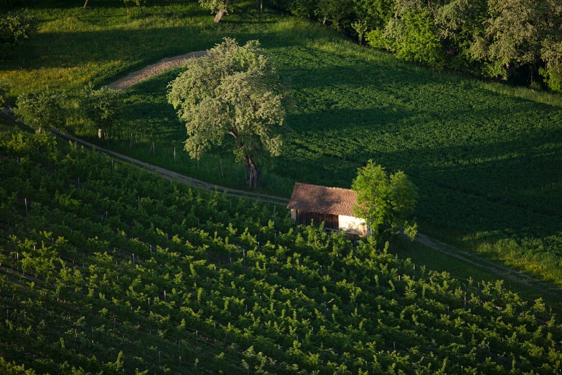 A vineyard and a barn in Austria