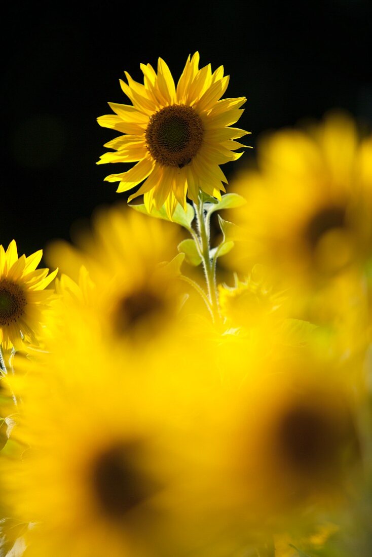 Leuchtend gelbe Sonnenblumen
