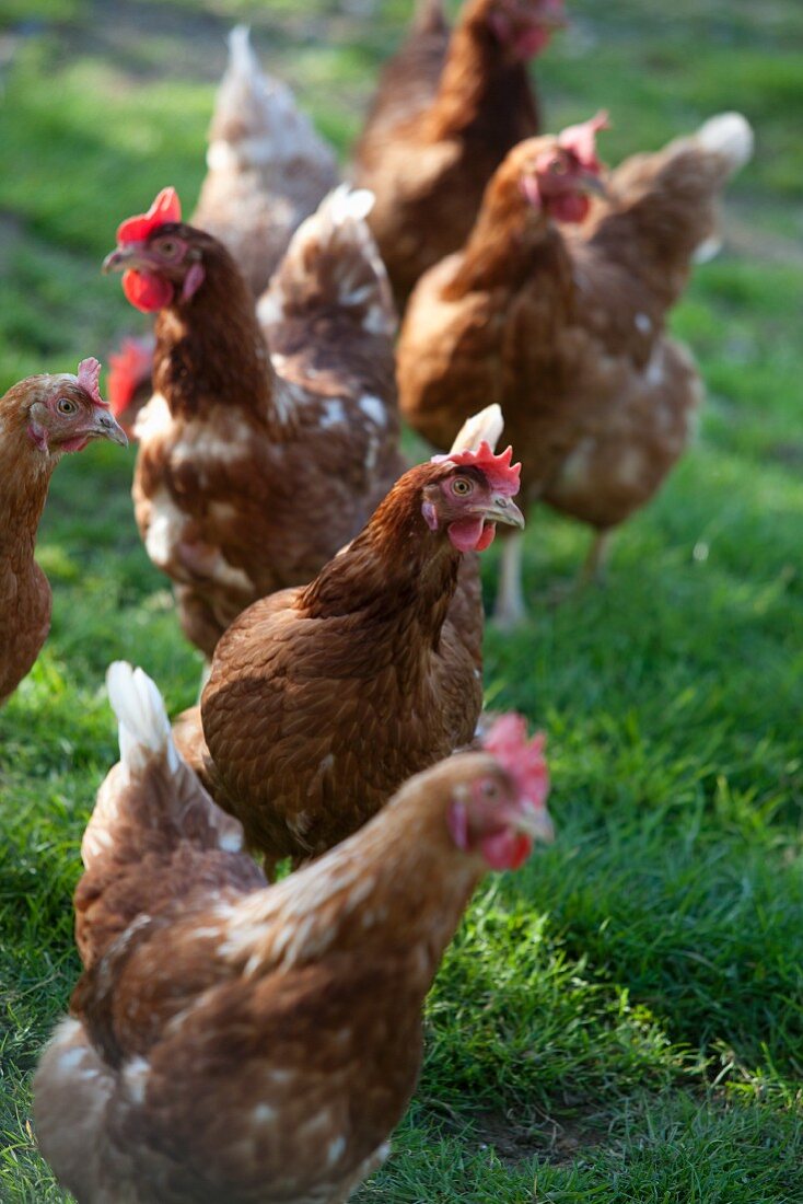 A hen in the field