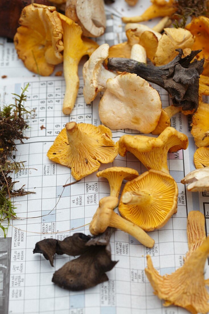 Fresh wild mushrooms on newspaper