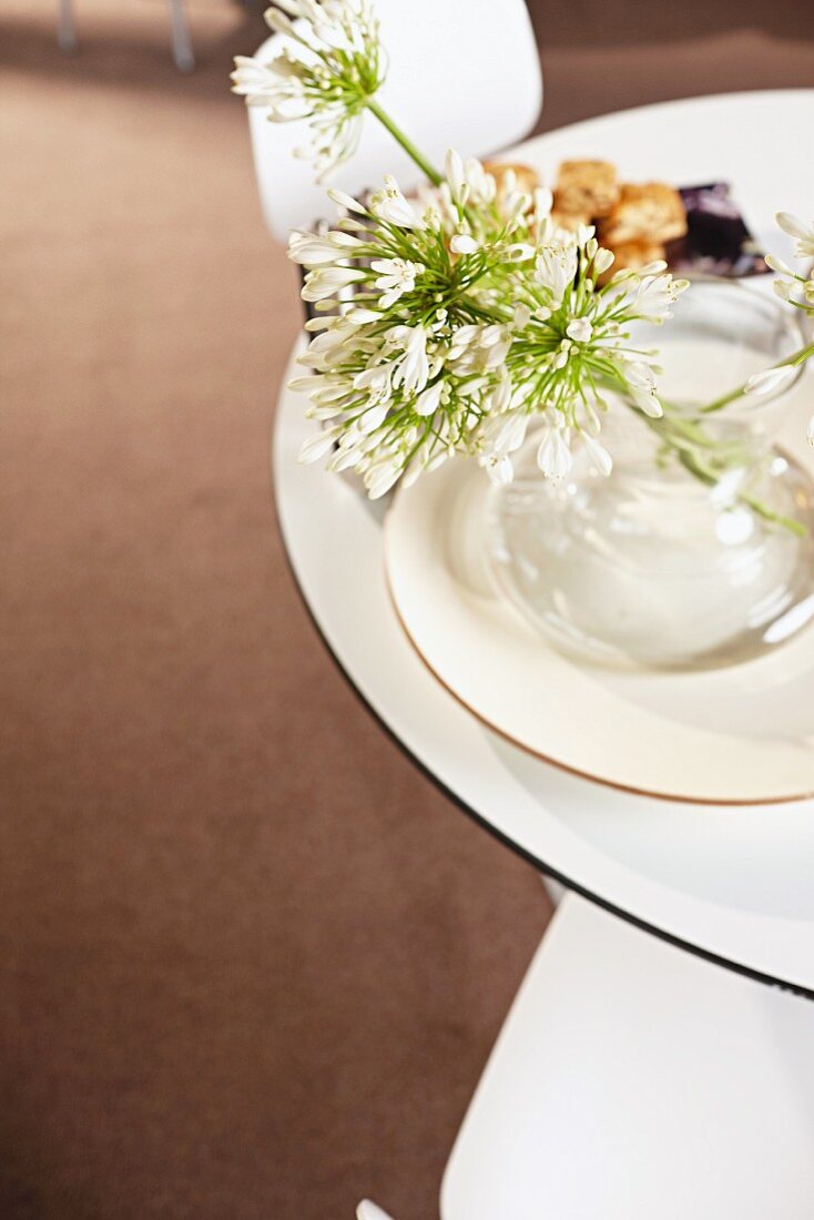 Blütenstengel mit weissen Dolden in Glasvase auf Tellern