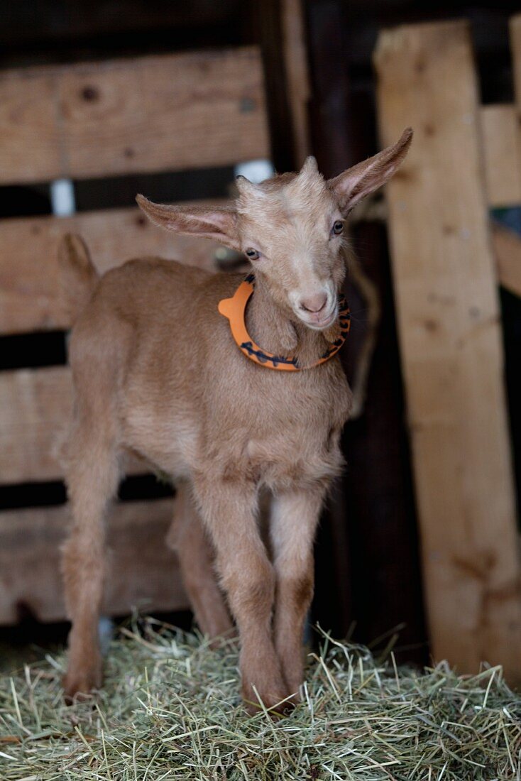 Baby goat standing on straw