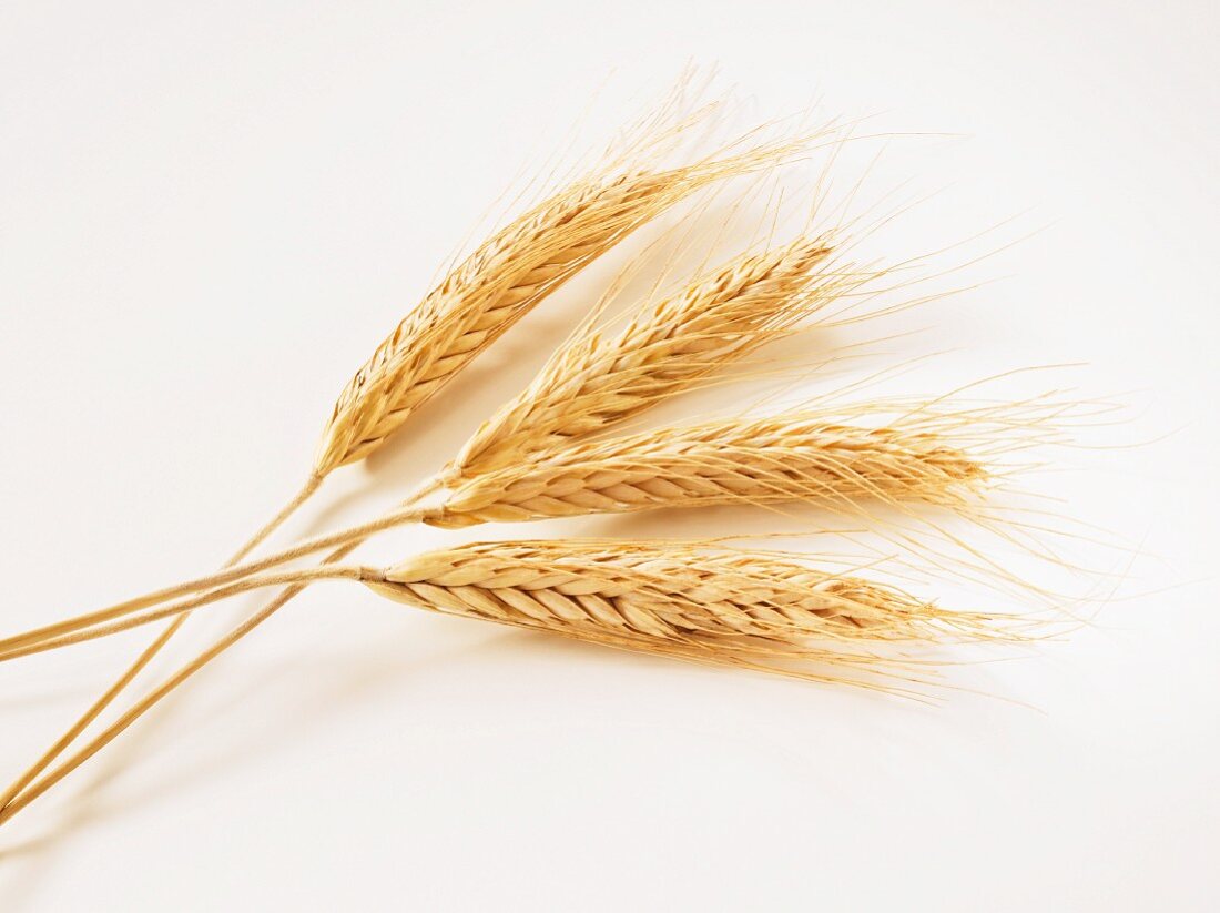 Four ears of wheat