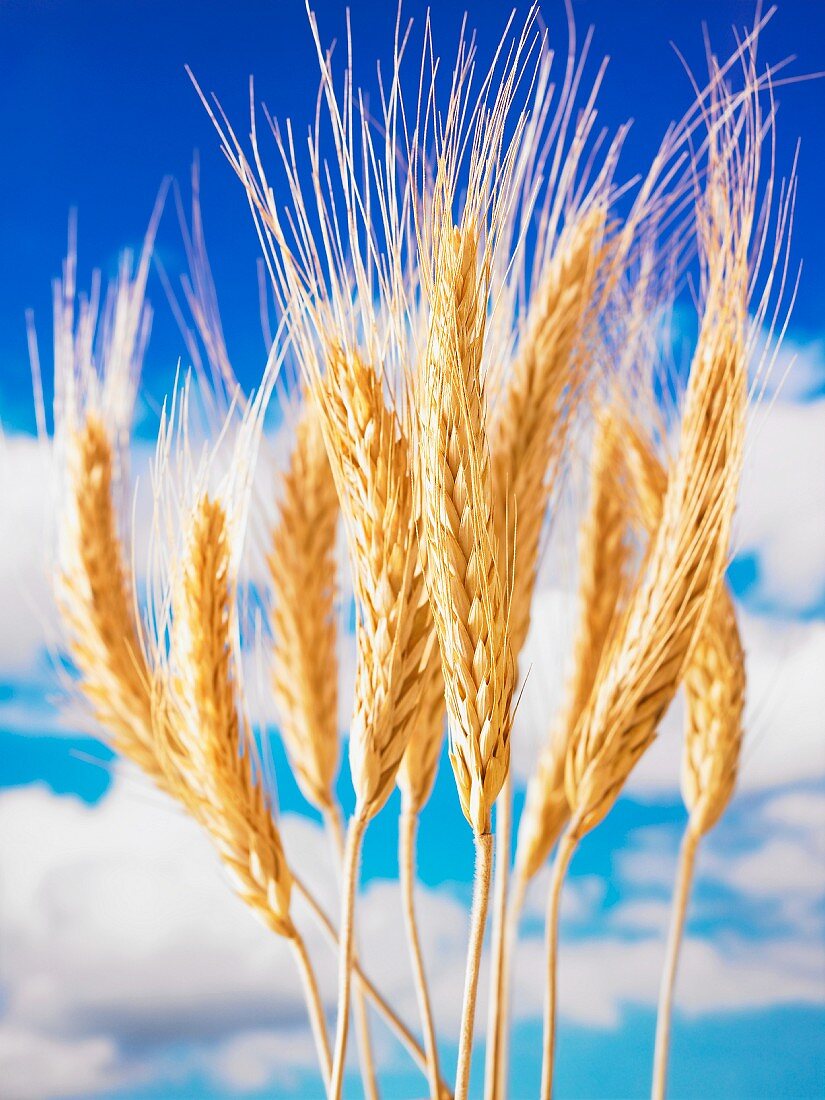 Ears of wheat against a cloudy sky