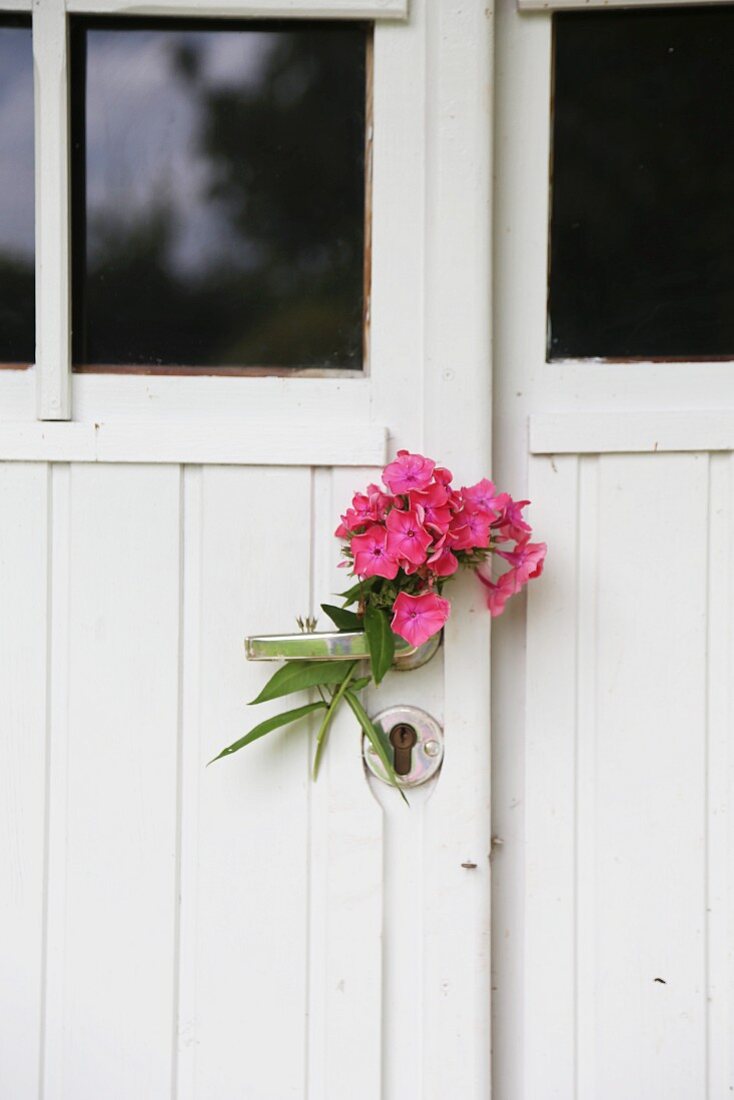 Pinkfarbene Phloxblüte an Türgriff einer weissen Vintage-Haustür