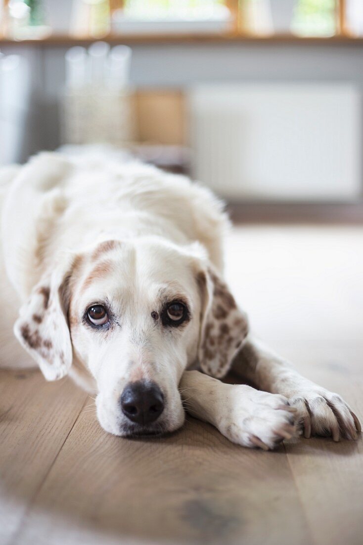 Dog lying on floor