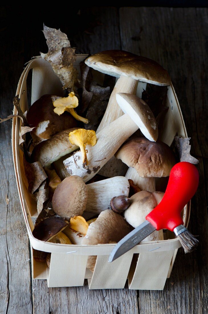 Fresh porcini mushrooms in a wooden basket