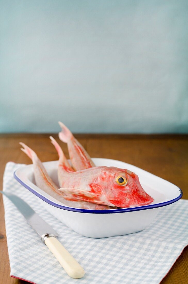 Fresh red gurnards in a white enamel bowl