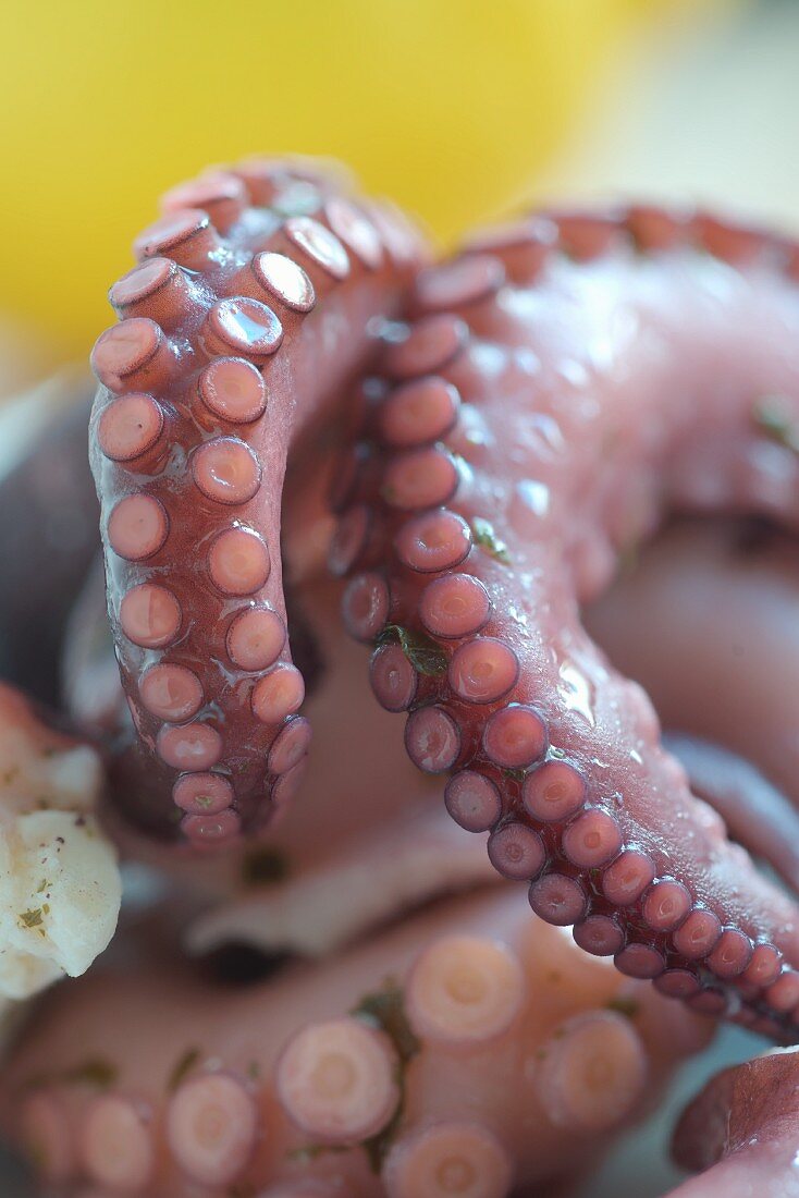 Pickled octopus (close-up)