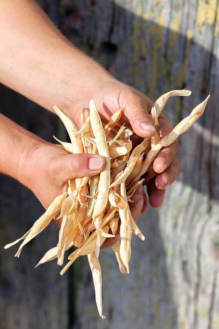 Hands holding lingot beans from Castelnaudary (France)