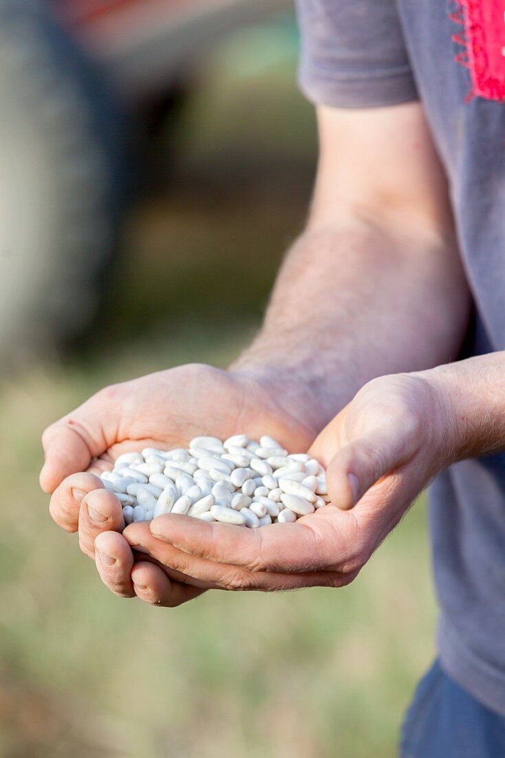 A man holding a handful of lingot beans