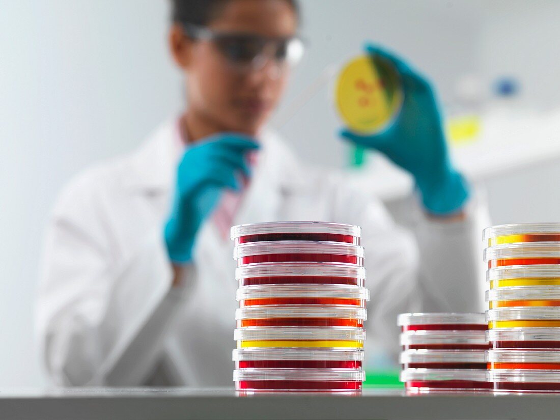 Wissenschaftlerin untersucht Petrischalen im Labor