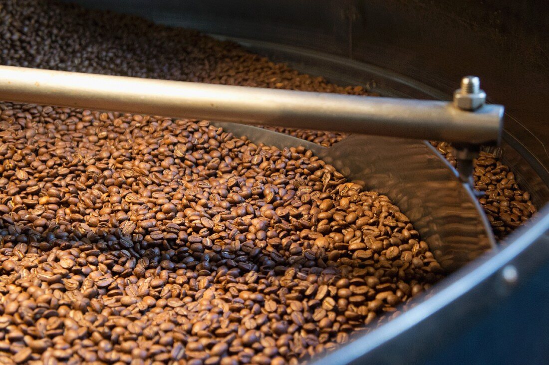 Roasting Coffee Beans in a Coffee Plant