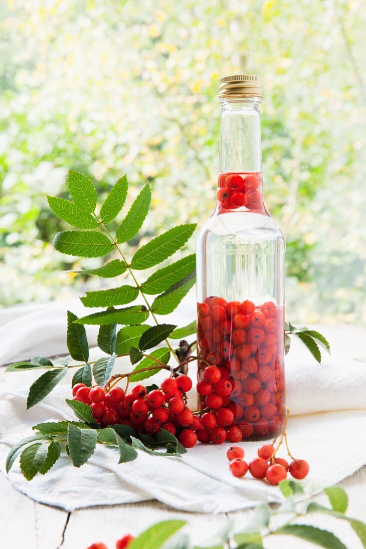 Rowan berries being steeped in alcohol to make schnapps