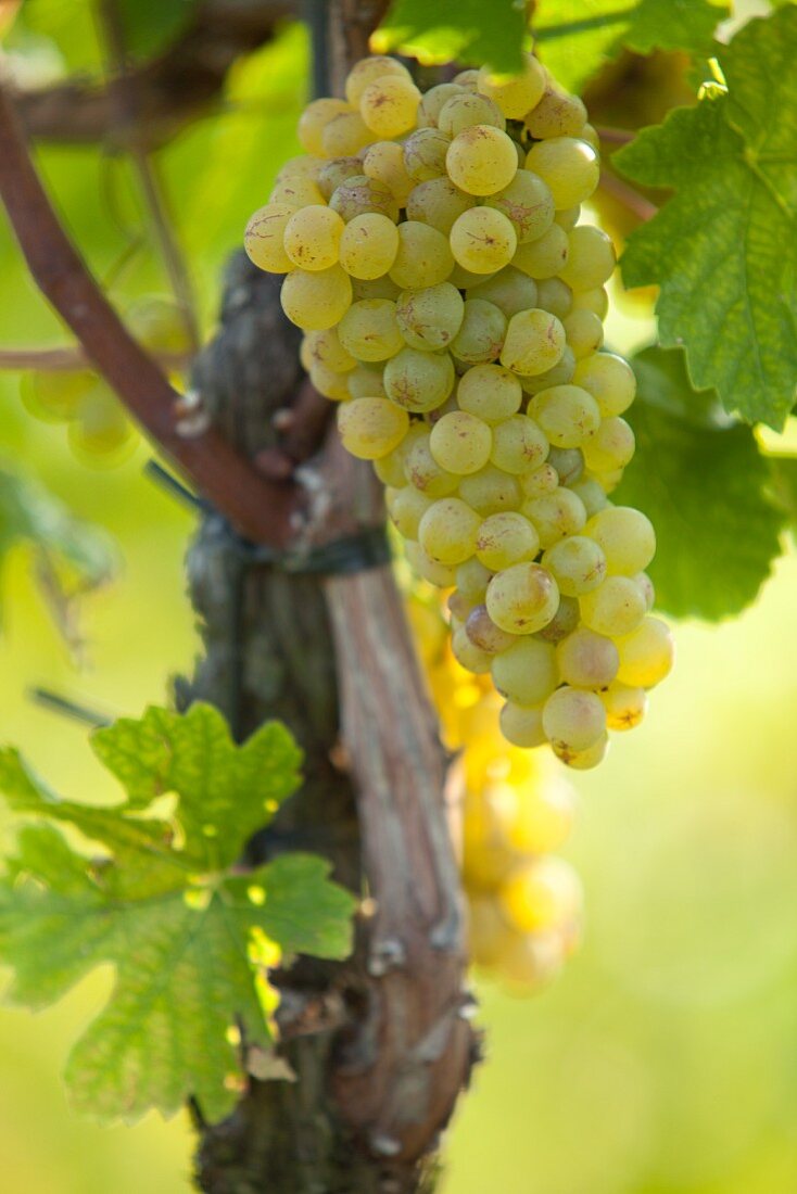 Chardonnay grapes on the vine