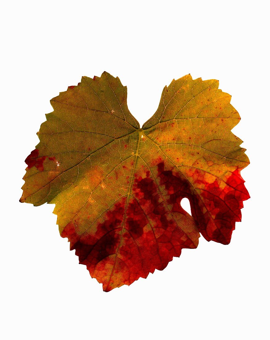 An autumnal vine leaf from a Chardonnay vine (seen from above)