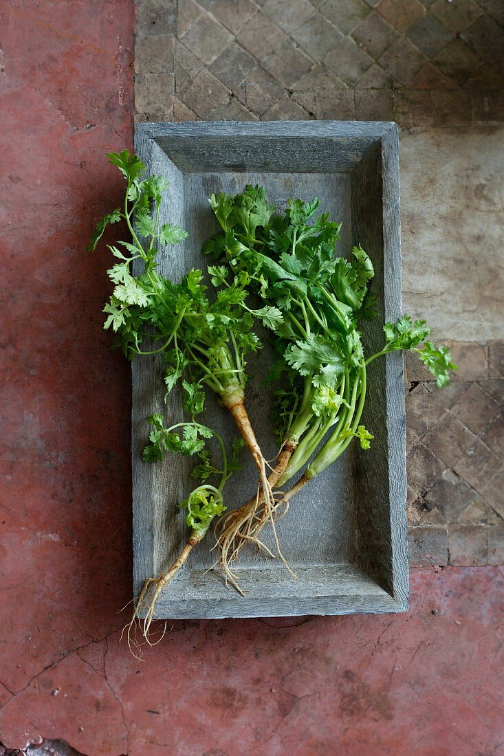 Coriander with roots
