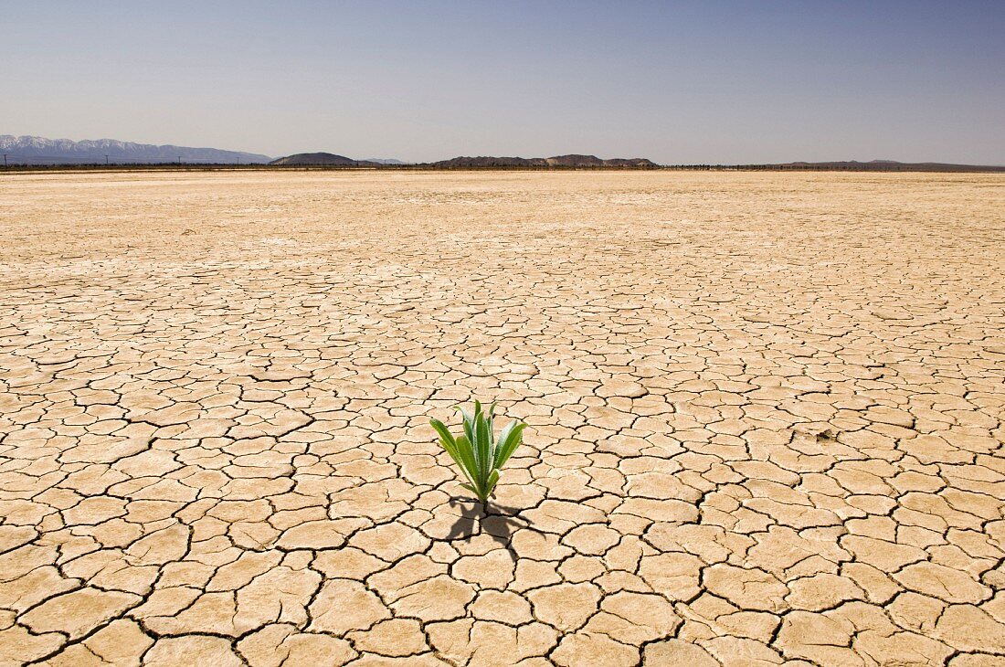 A small green plant growing in a desert landscape